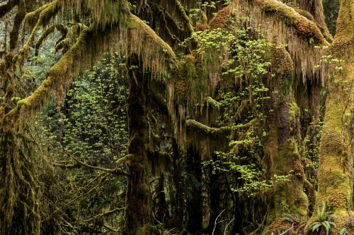 1-nature-photography-forest-photography-hoh-rainforest-olympic-peninsula